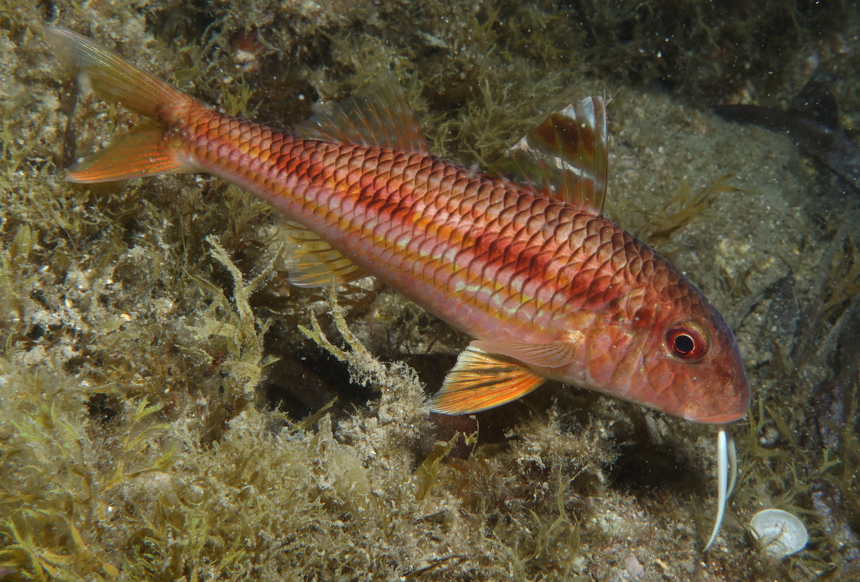 Illustration de Rougets (Mullus spp.)