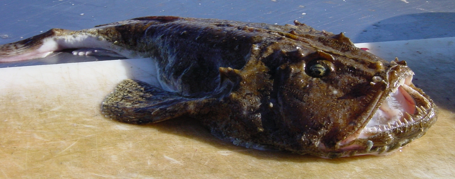 Illustration de Lotte (Lophius piscatorius)