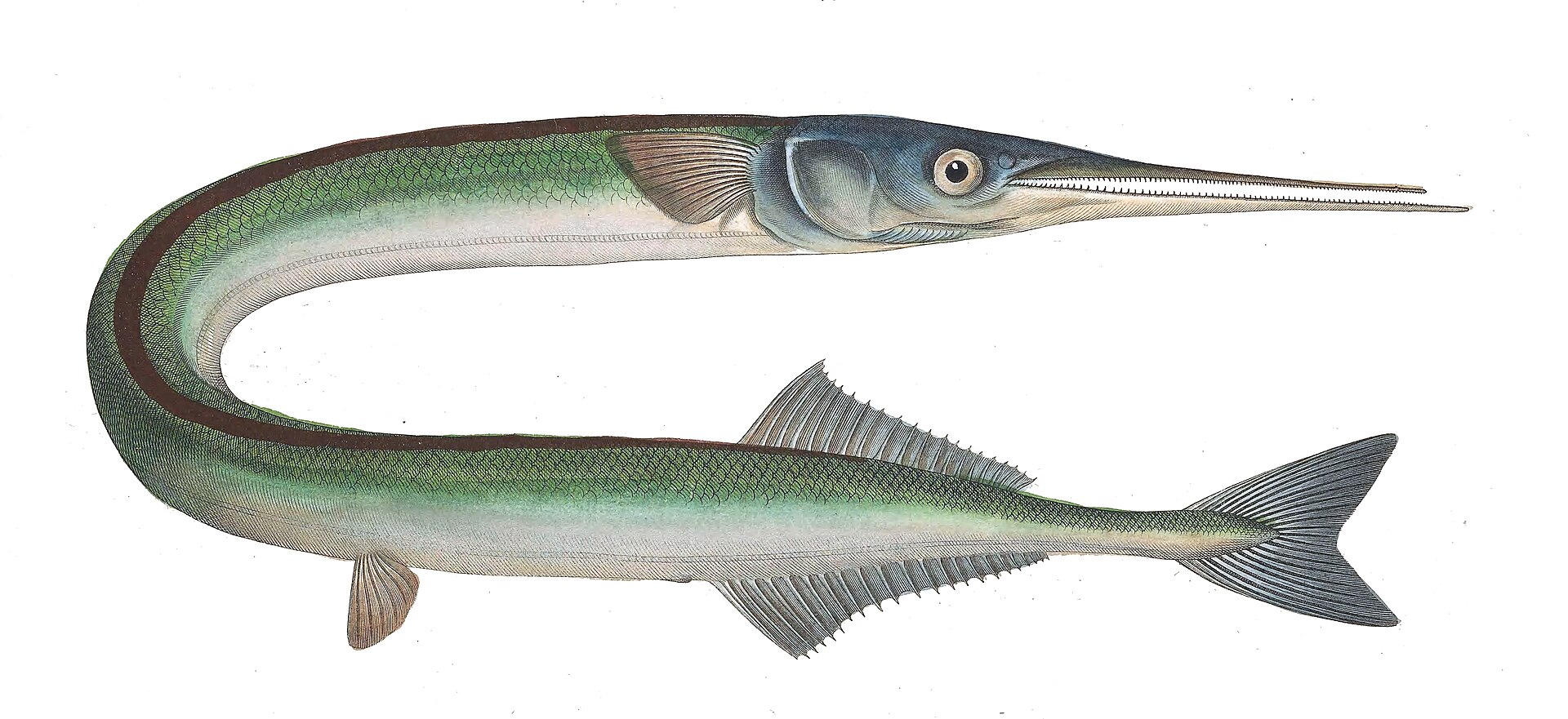 Illustration de Orphies (Belone spp.)