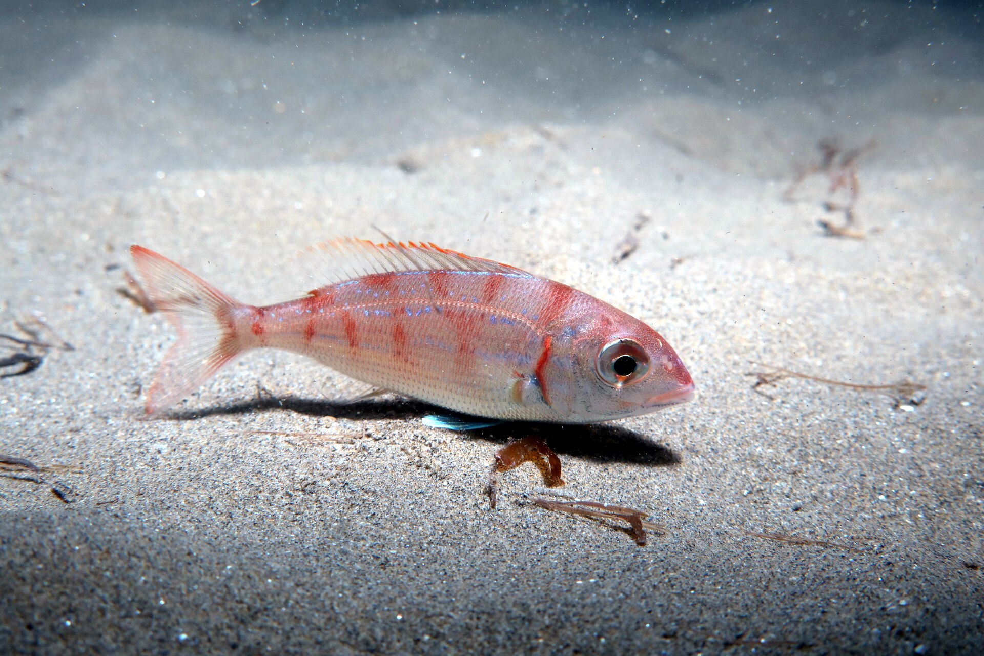 Illustration de Pageot rouge (Pagellus erythrinus)