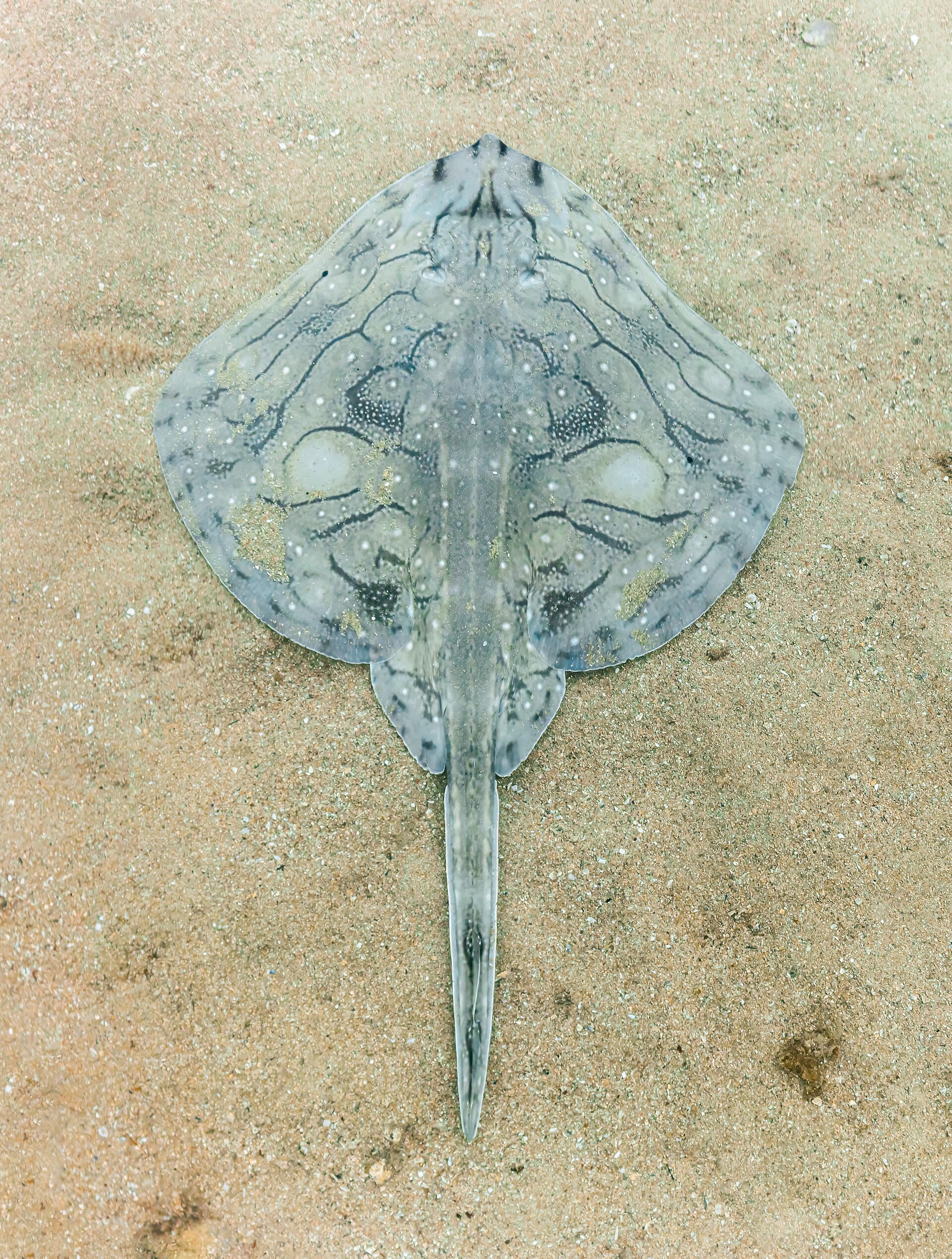 Illustration de Raie brunette (Raja undulata)