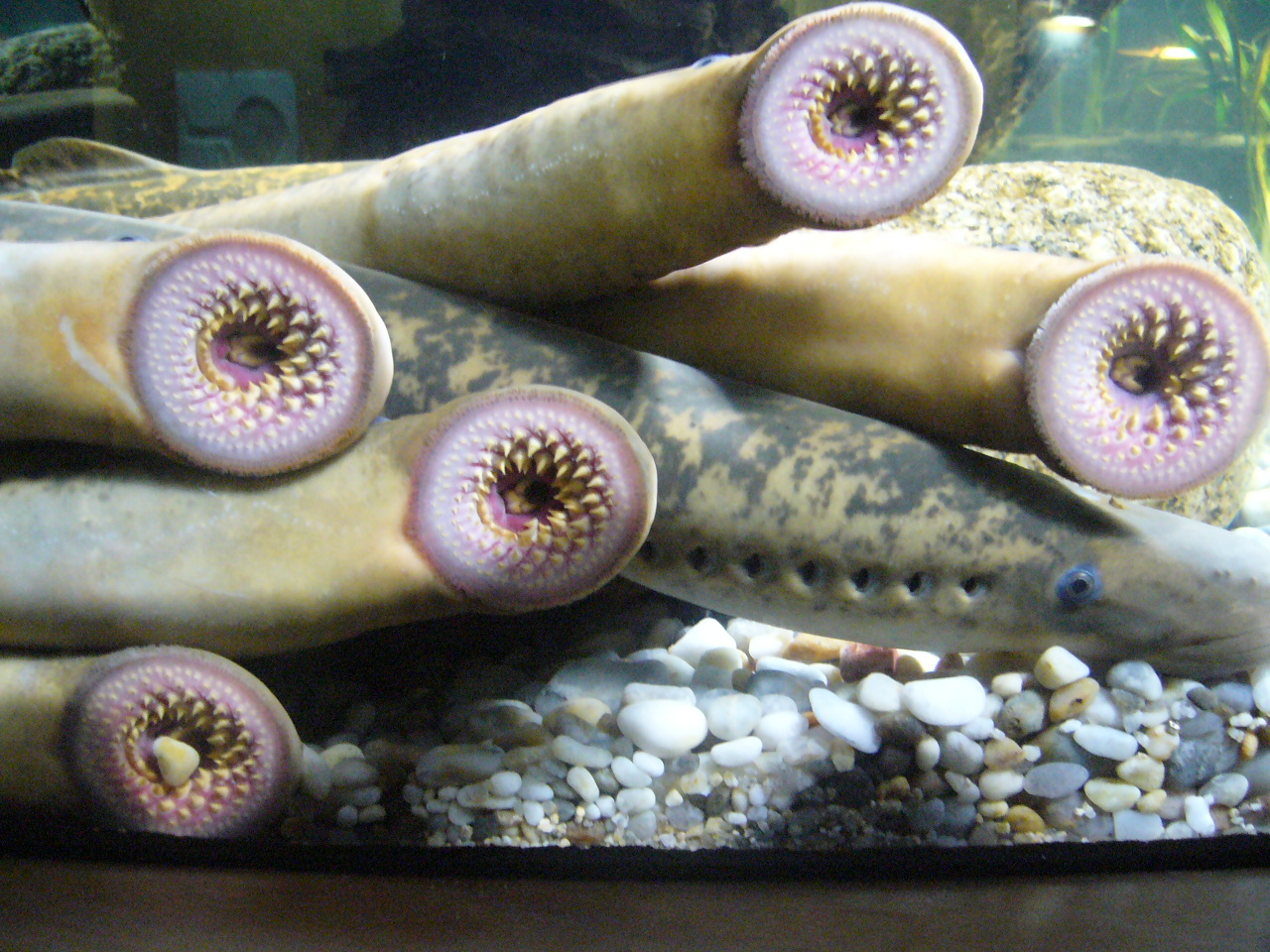 Illustration de Lamproie marine (Petromyzon marinus)