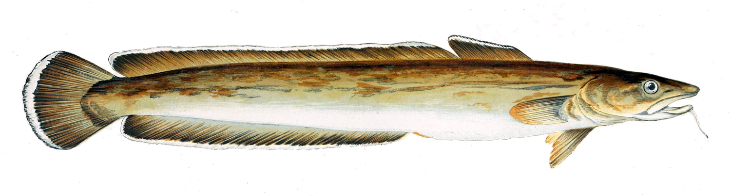 Illustration de Lingue (Molva molva)