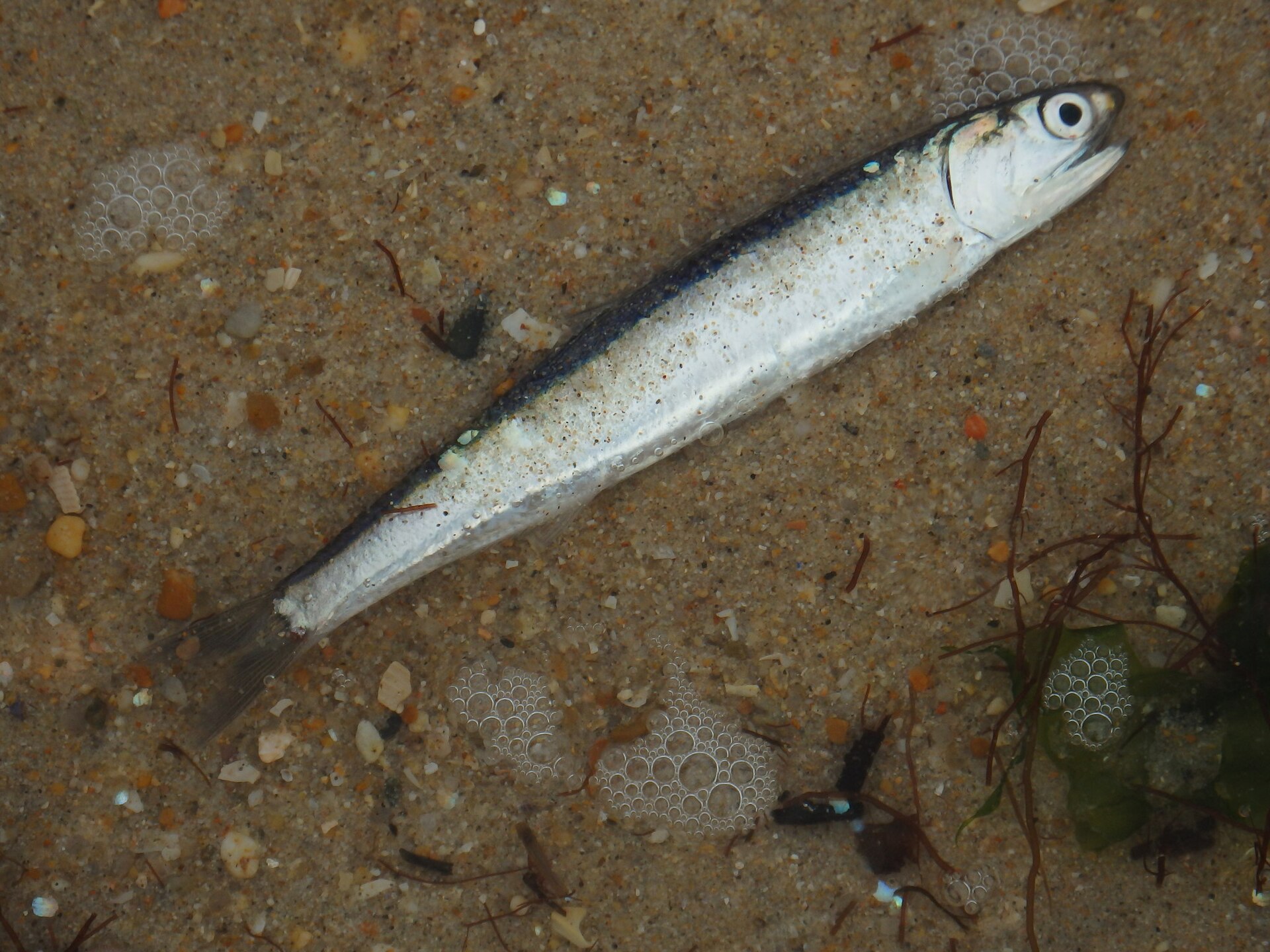 Illustration de Anchois (Engraulis encrasicolus)