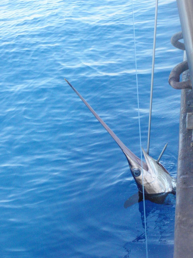 Illustration de Espadon (Xiphias gladius)
