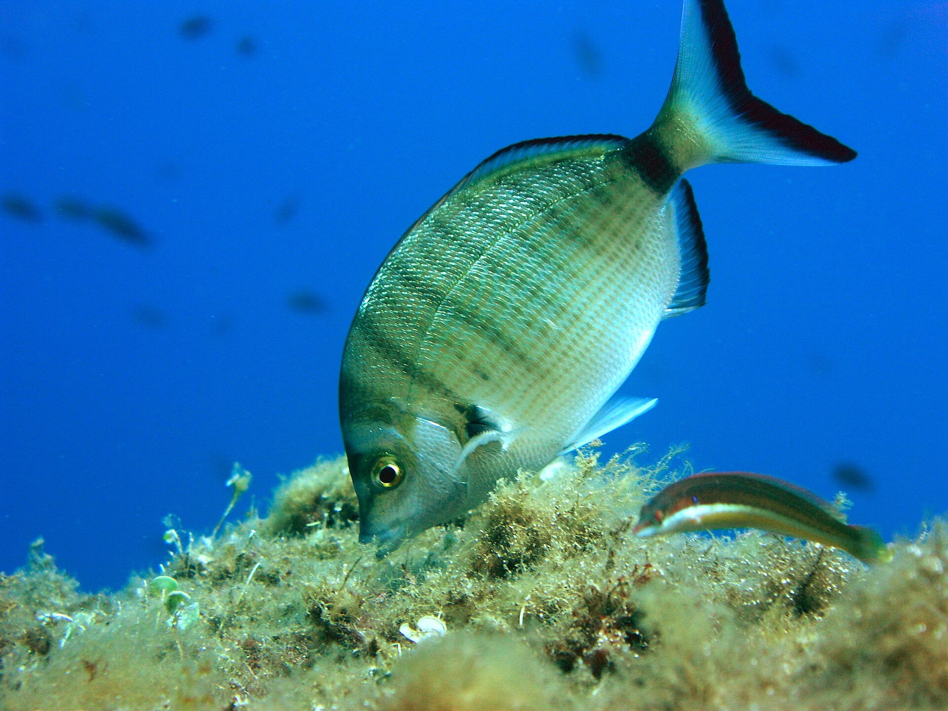 Illustration de Sar à museau pointu (Diplodus puntazzo)