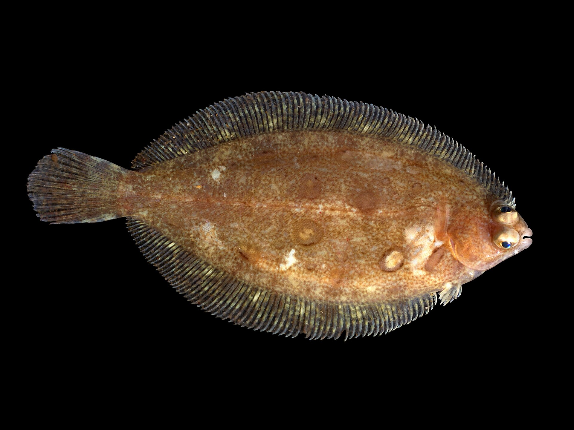 Illustration de Limande-sole (Microstomus kitt)