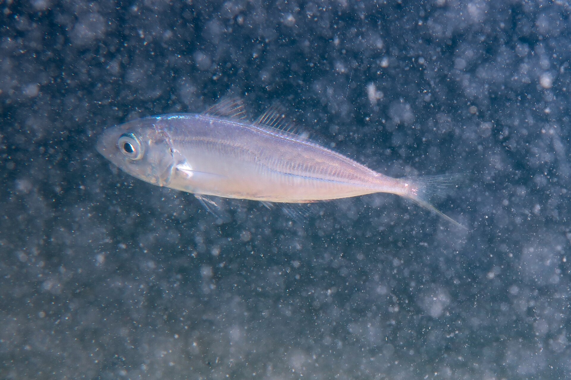 Illustration de Chinchards (Trachurus spp.)