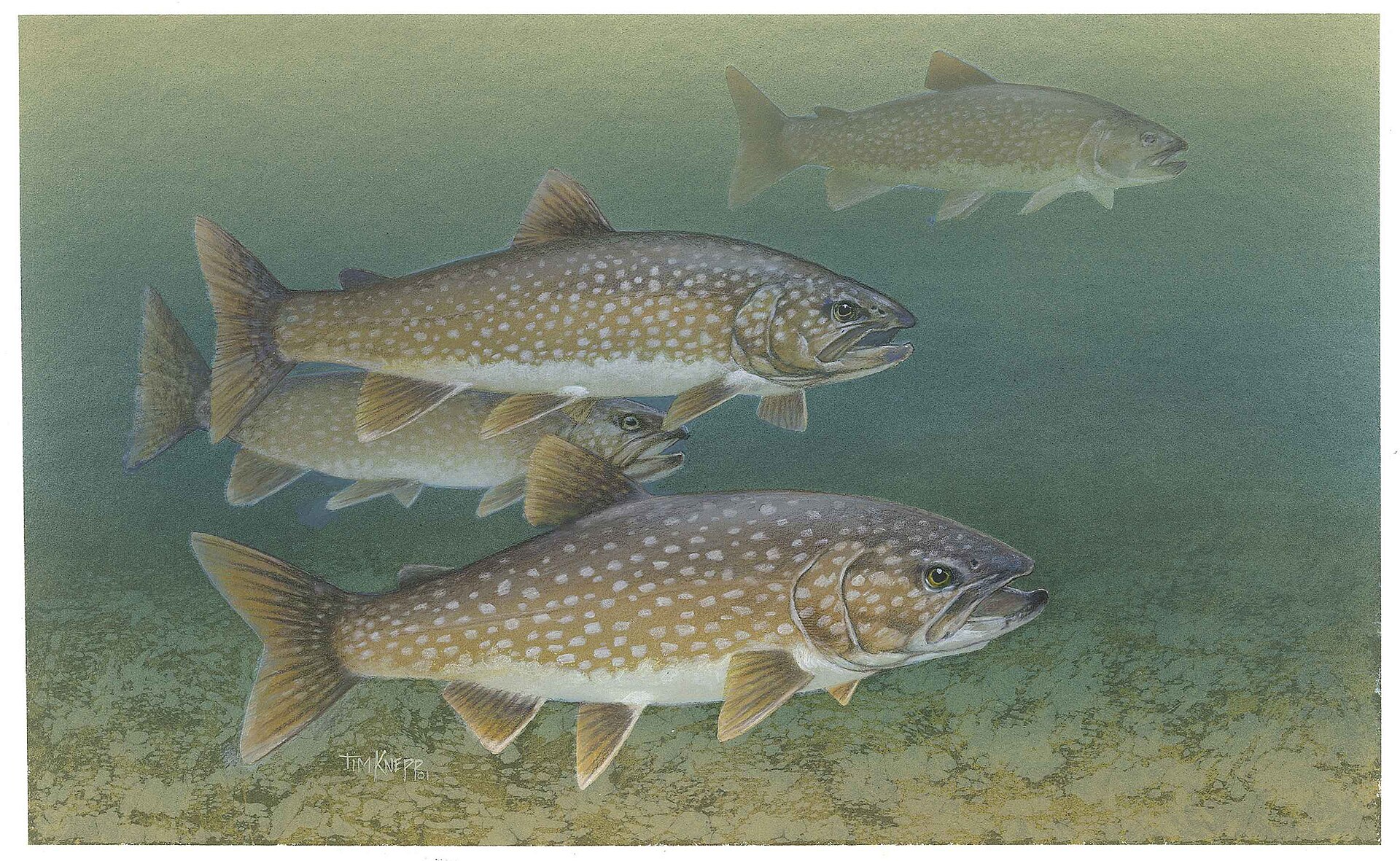 Illustration de Cristivomer (Salvelinus namaycush)