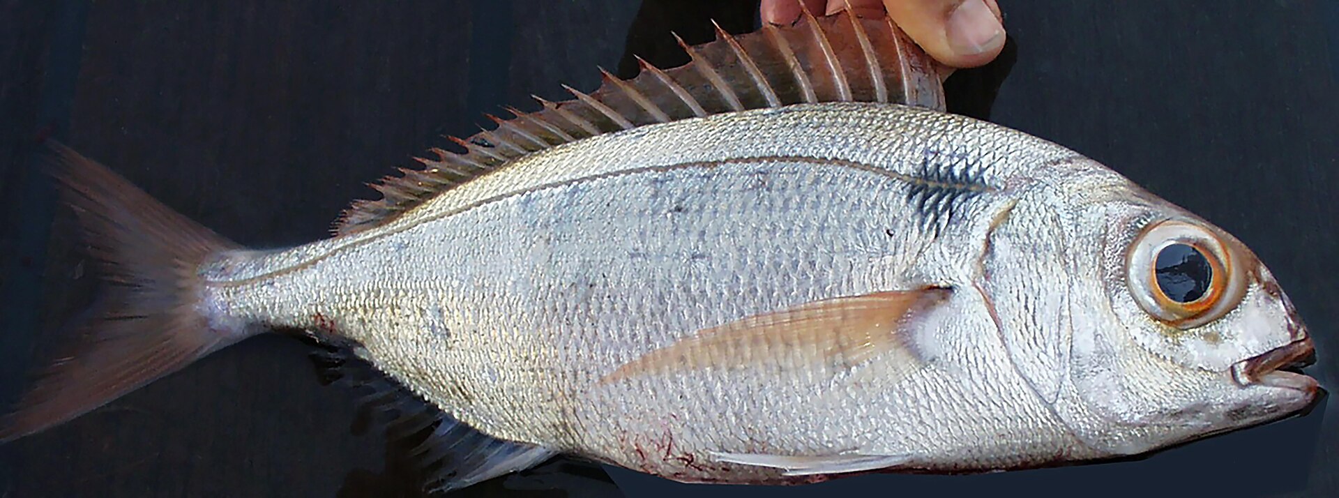 Illustration de Dorade rose (Pagellus bogaraveo)