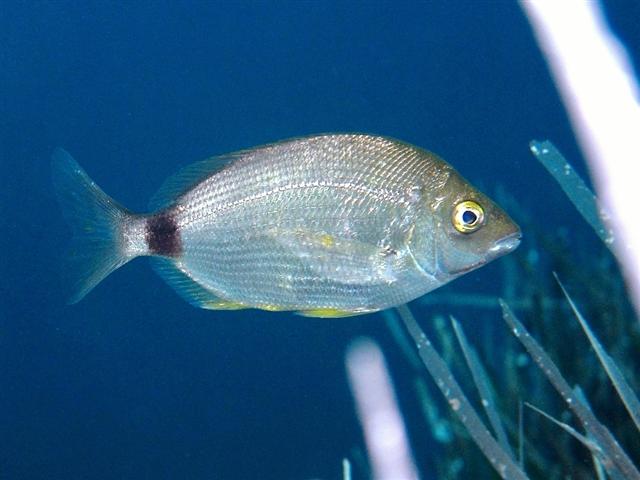 Illustration de Sparaillon (Diplodus annularis)