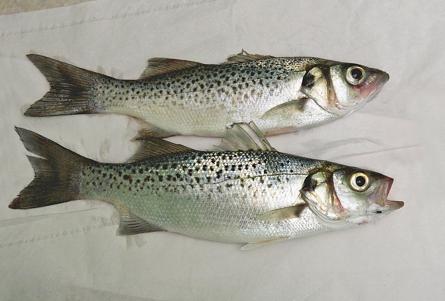 Illustration de Bar moucheté (Dicentrarchus punctatus)