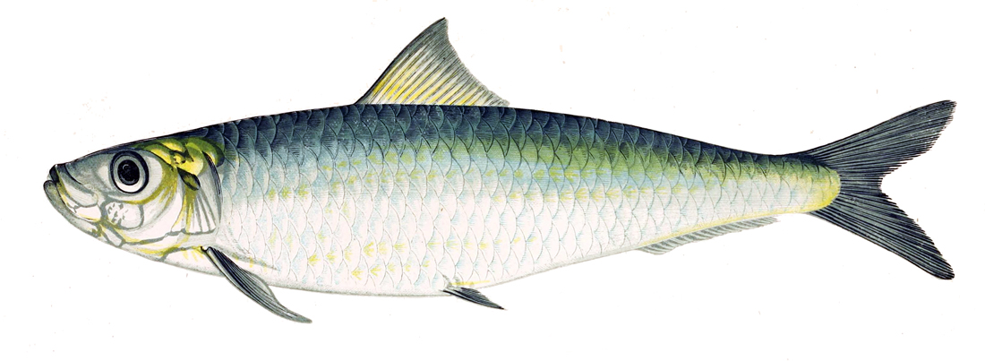Illustration de Sardine (Sardina pilchardus)