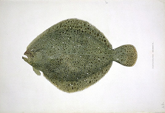 Illustration de Barbue (Scophthalmus rhombus)