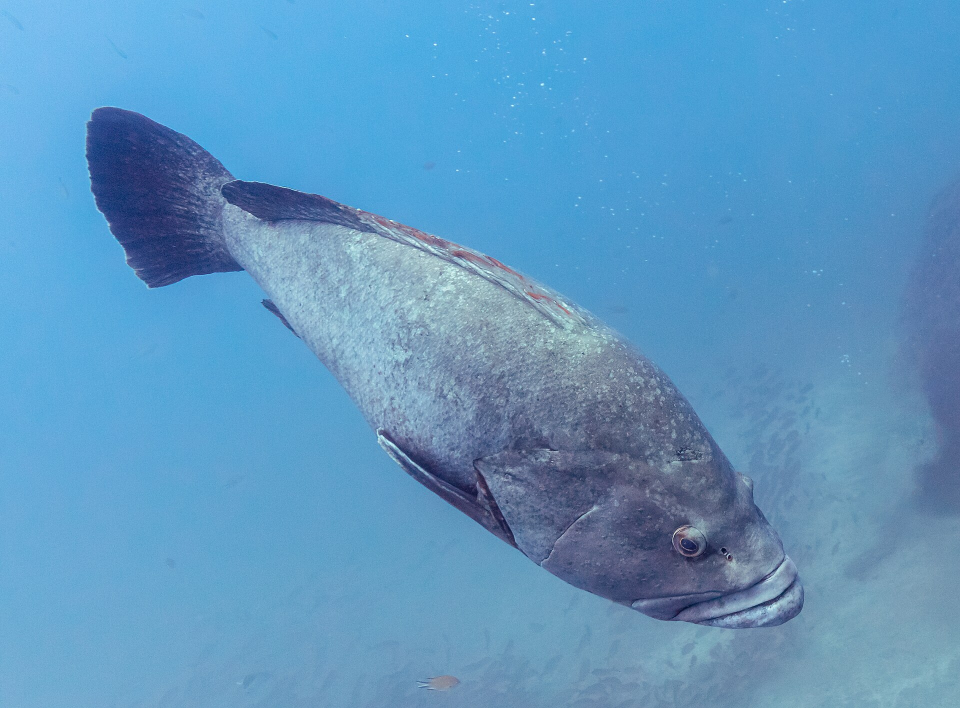 Illustration de Mérous (Epinephelus spp.)