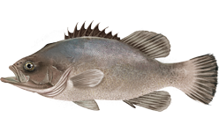Illustration de Cernier atlantique (Polyprion americanus)