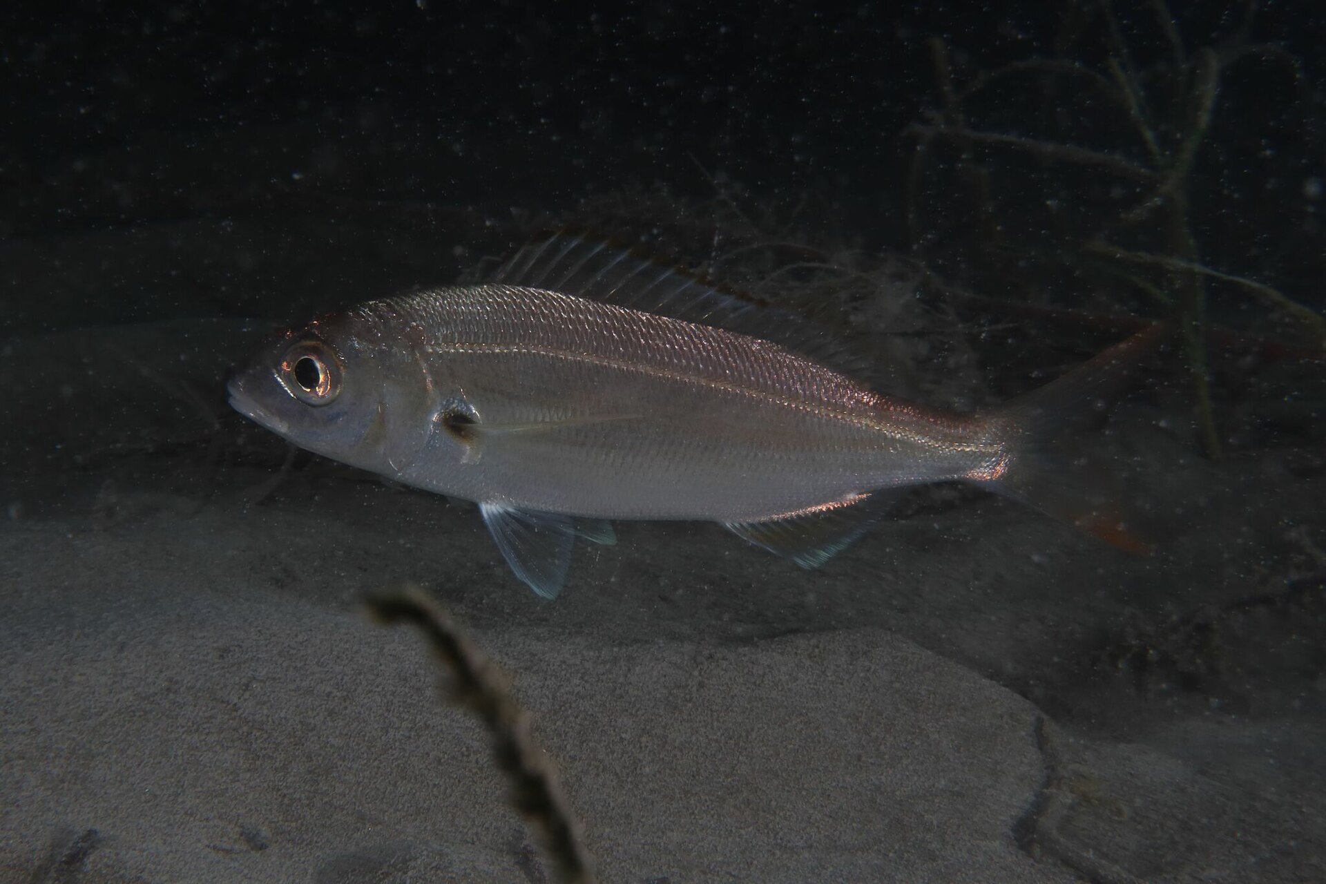 Illustration de Pageot acarné (Pagellus acarne)
