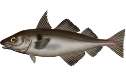 Illustration de Églefin (Melanogrammus aeglefinus)