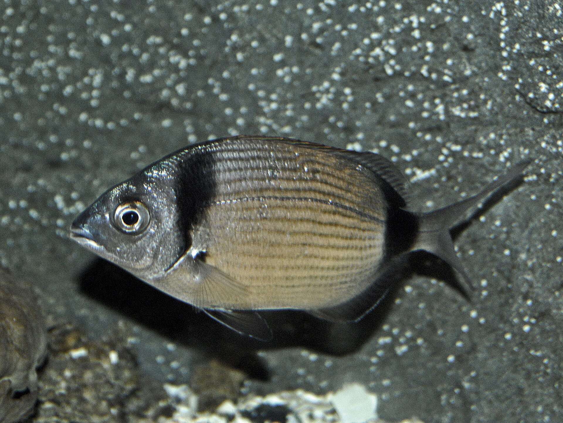 Illustration de Sar à tête noire (Diplodus vulgaris)