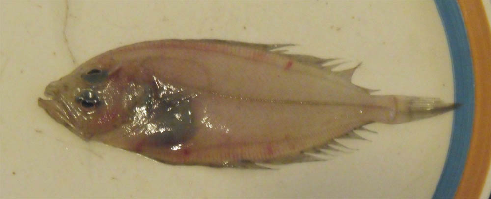 Illustration de Cardines (Lepidorhombus spp.)