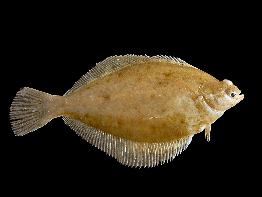 Illustration de Limande (Limanda limanda)
