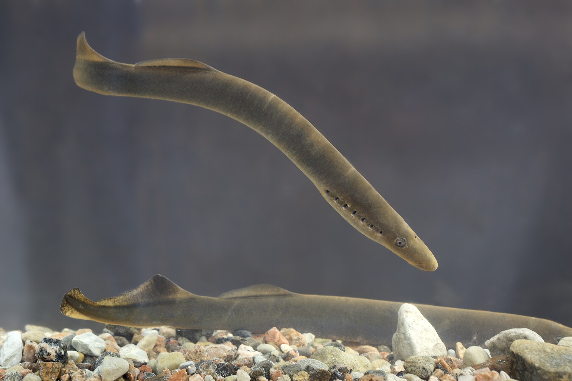 Illustration de Lamproie fluviatile (Lampetra fluviatilis)