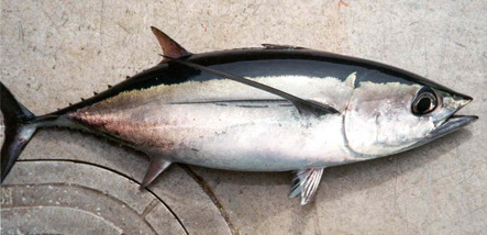 Illustration de Germon (Thunnus alalunga)