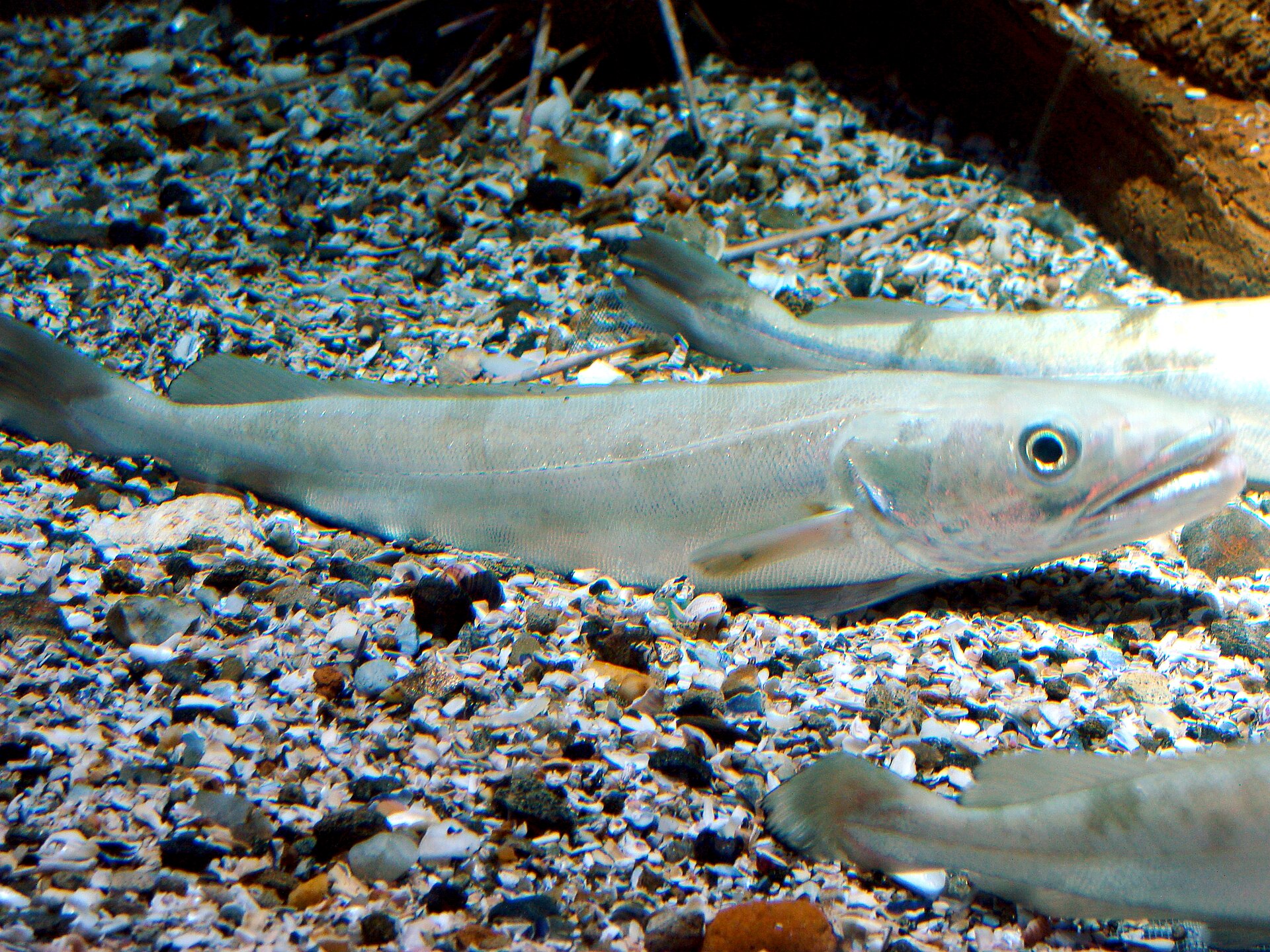 Illustration de Merlu (Merluccius merluccius)
